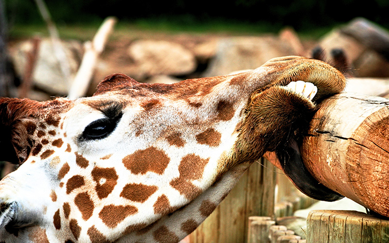 Cheyenne Mountain Zoo